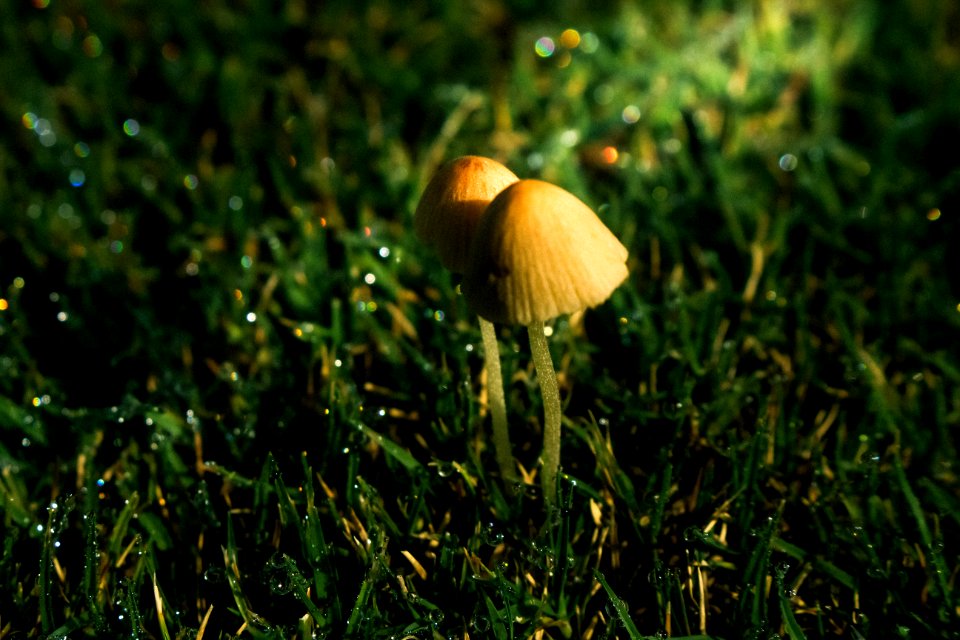 Close-up Photo Of Two Brown Mushrooms photo