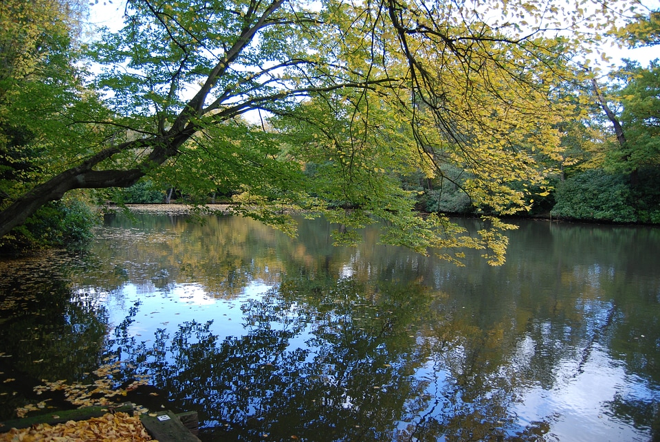 Fall colors nature forest
