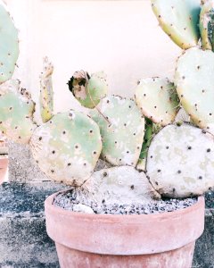 Close Up Photography Of Cactus Plant In Clay Plant Pot