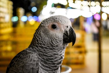Shallow Focus Photography Of Gray Parrot photo