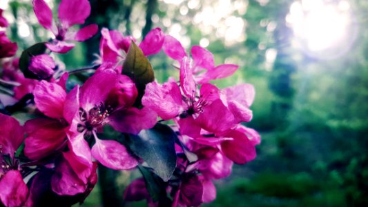 Selective Focus Photography Of Pink Petaled Flowers photo