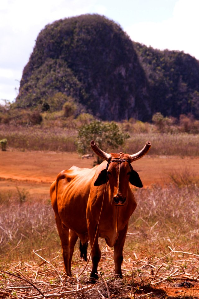 Brown Cow Standing On Grass