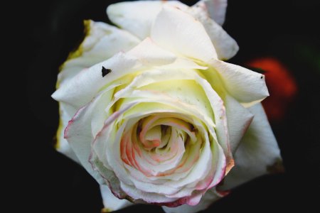 Closeup Photo Of White Rose Flower photo