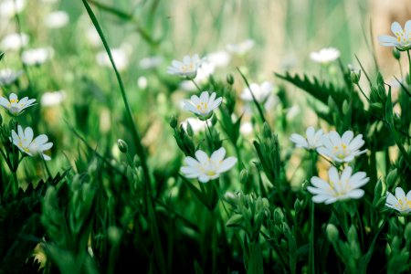 Selective Focus Photography Of White Marguerite Daisy Flower photo