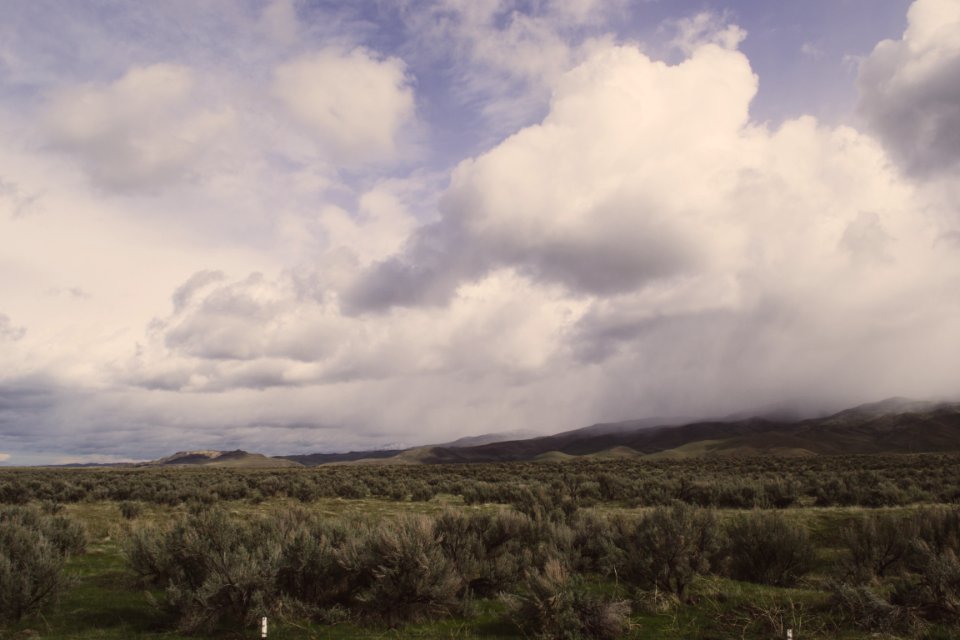 Landscape Photo Of Green Leaf Trees Under Nimbus Clouds