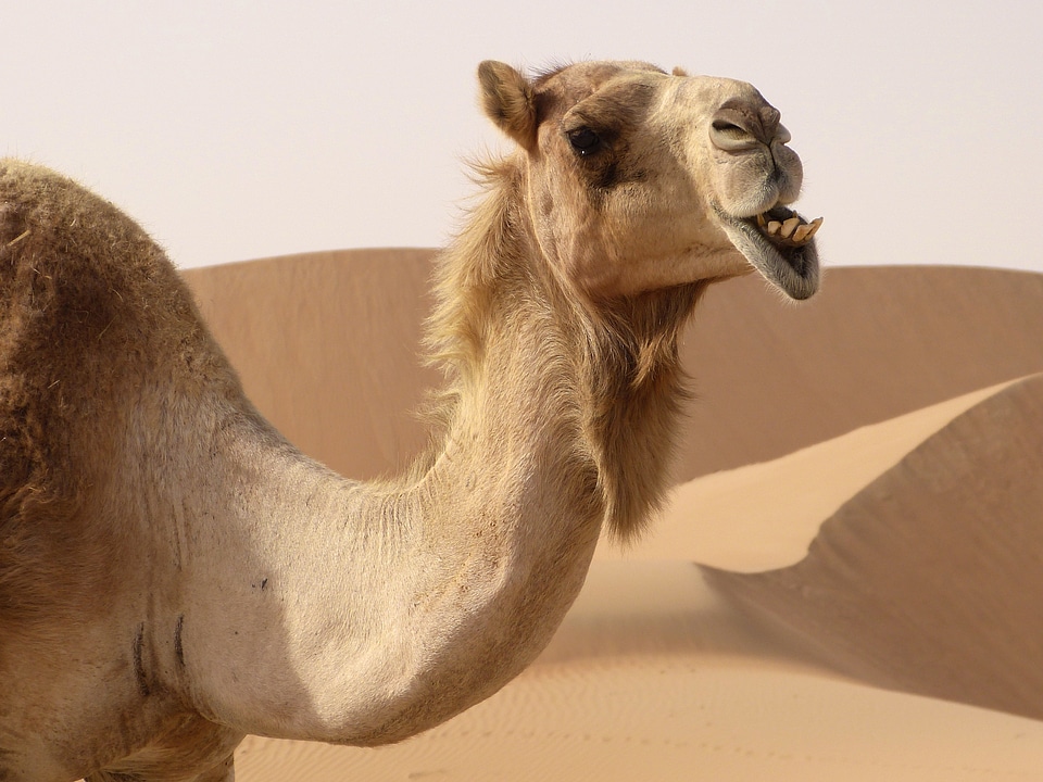 Dromedary camel desert