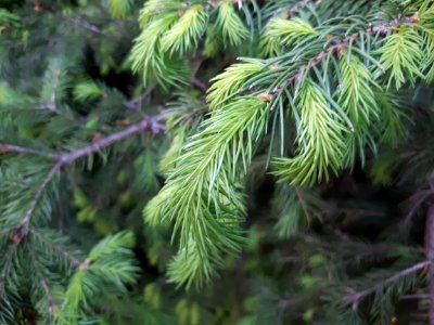 Tree Spruce Pine Family Conifer