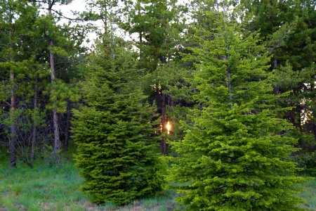 Tree Ecosystem Spruce Fir Forest Spruce photo