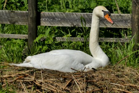 Swan Bird Water Bird Ducks Geese And Swans