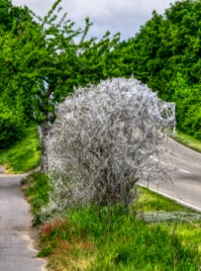 Plant Tree Vegetation Flower
