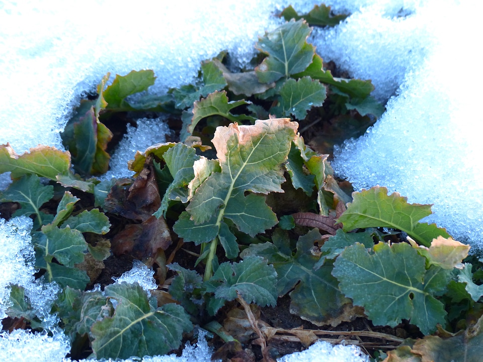 Brassica leaves winter
