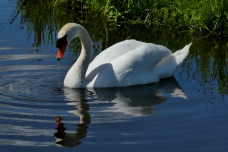 Swan Bird Water Bird Reflection