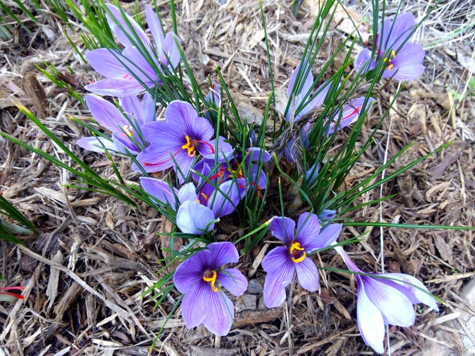 Flower Plant Flowering Plant Flora