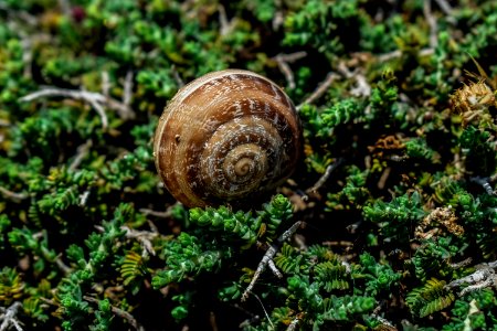 Snail Snails And Slugs Molluscs Terrestrial Animal
