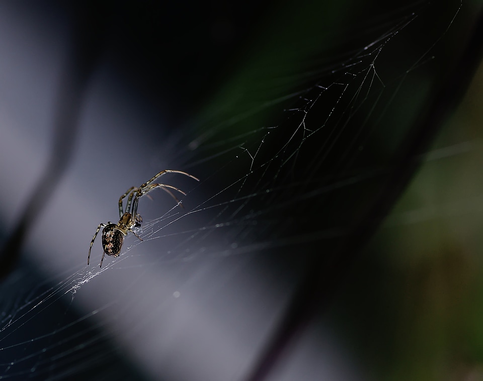 Spider canvas projector