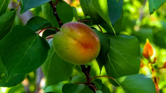 Fruit Fruit Tree Peach Branch photo