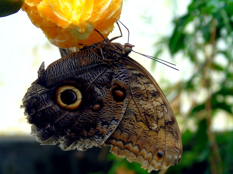 Moths And Butterflies Butterfly Insect Invertebrate