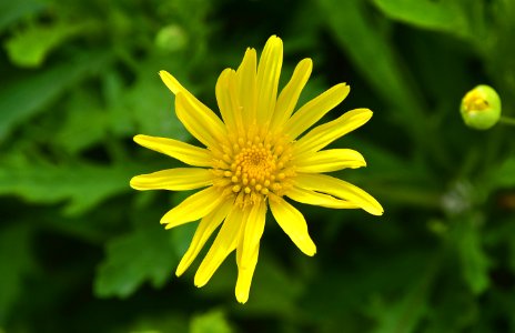 Flower Yellow Flora Daisy Family photo