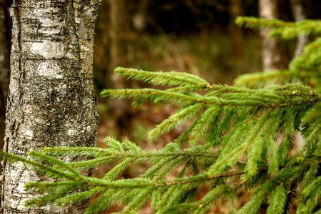 Vegetation Ecosystem Spruce Fir Forest Tree photo