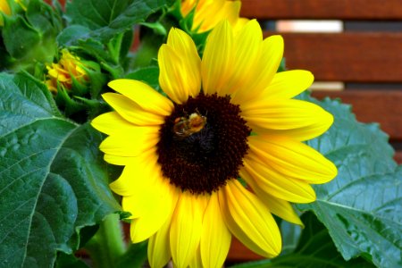 Flower Sunflower Yellow Sunflower Seed photo