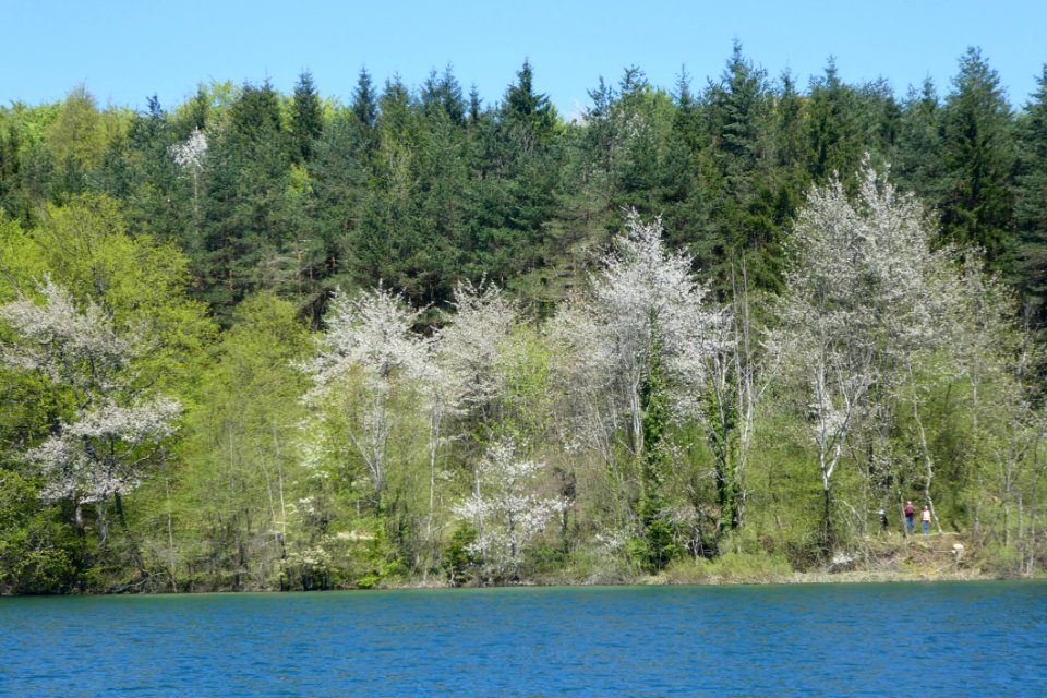 Water Ecosystem Nature Tree