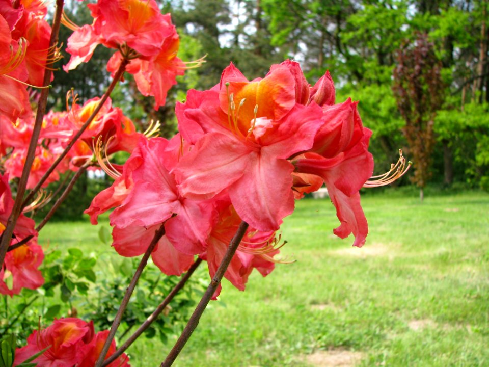 Flower Plant Flowering Plant Woody Plant