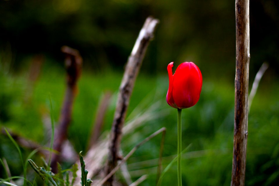 Flower Flora Plant Wildflower