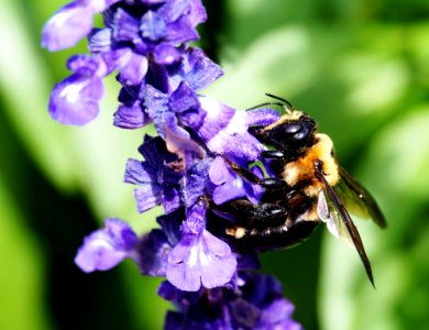 Bee Honey Bee Bumblebee Insect photo