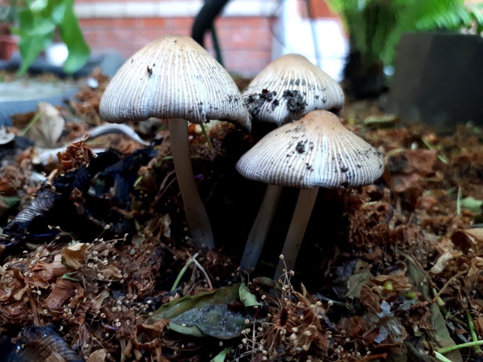 Mushroom Fungus Agaricaceae Edible Mushroom photo