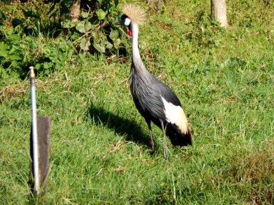 Bird Crane Like Bird Fauna Nature Reserve - Free photos on creazilla.com