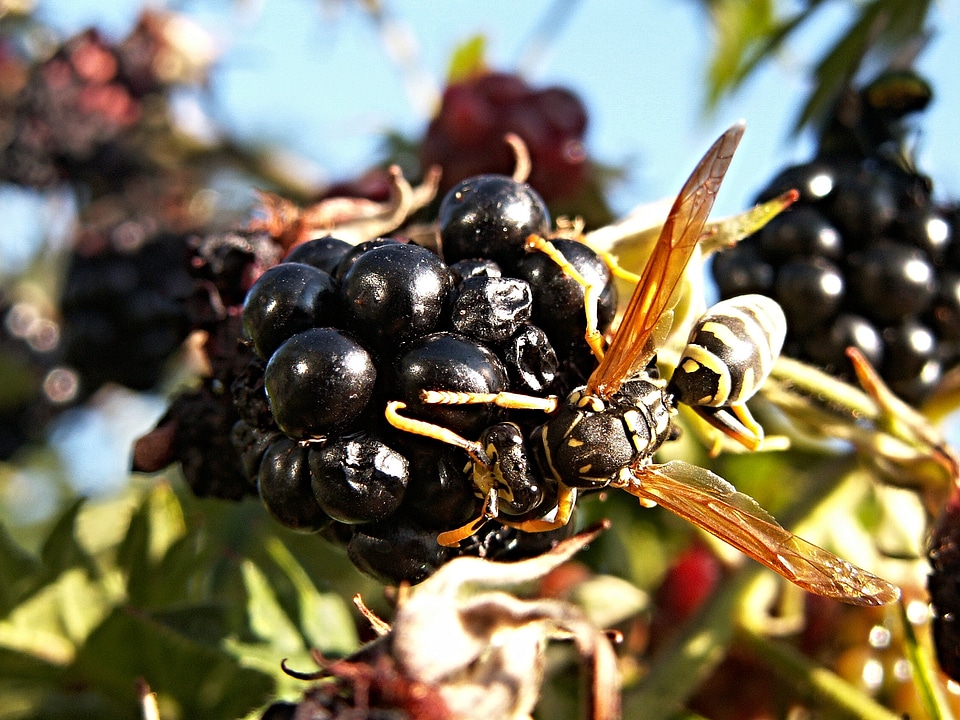 Insect macro black