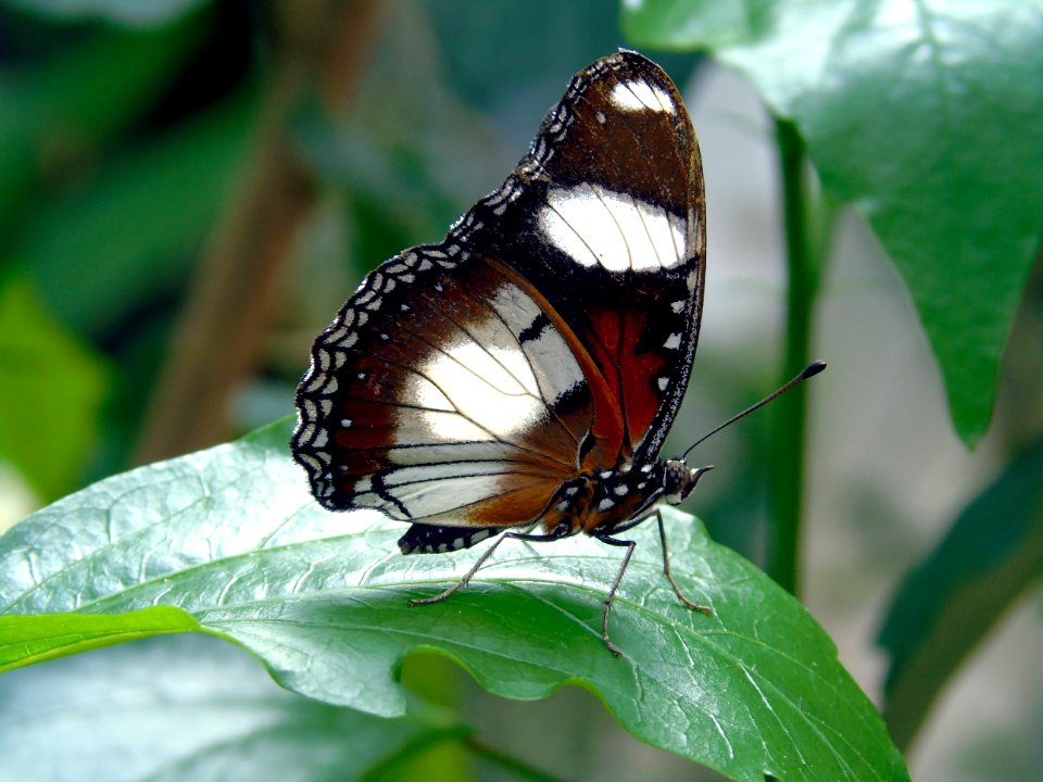 Butterfly Insect Moths And Butterflies Brush Footed Butterfly photo