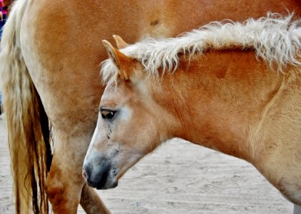 Horse Mane Fauna Horse Like Mammal photo