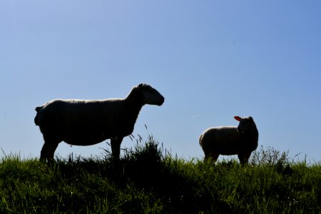 Sheep Grassland Pasture Grazing photo