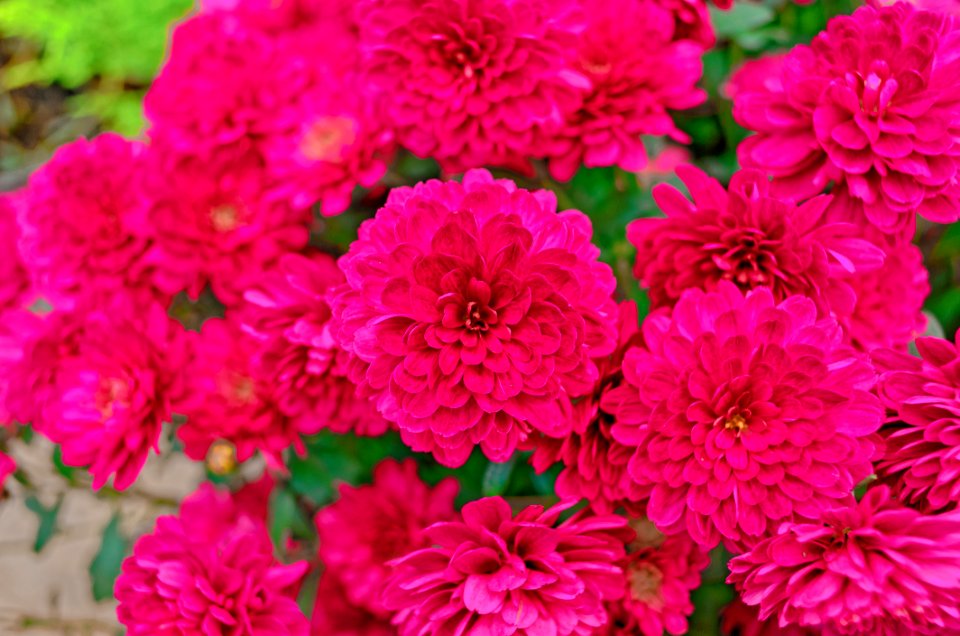 Flower Pink Plant Flowering Plant