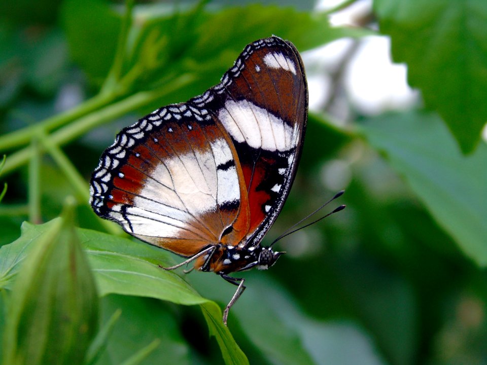 Butterfly Insect Moths And Butterflies Lycaenid photo