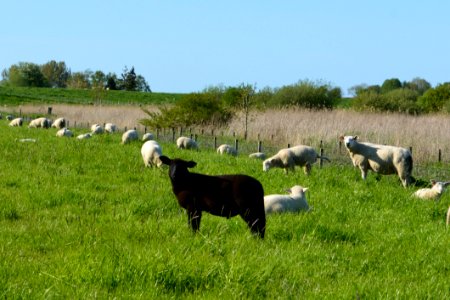 Pasture Grassland Grazing Herd photo