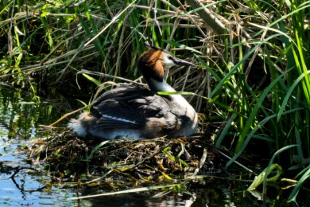 Bird Duck Ecosystem Fauna photo
