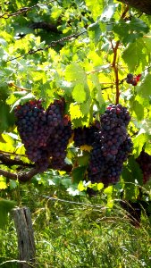 Grape Grapevine Family Fruit Vitis