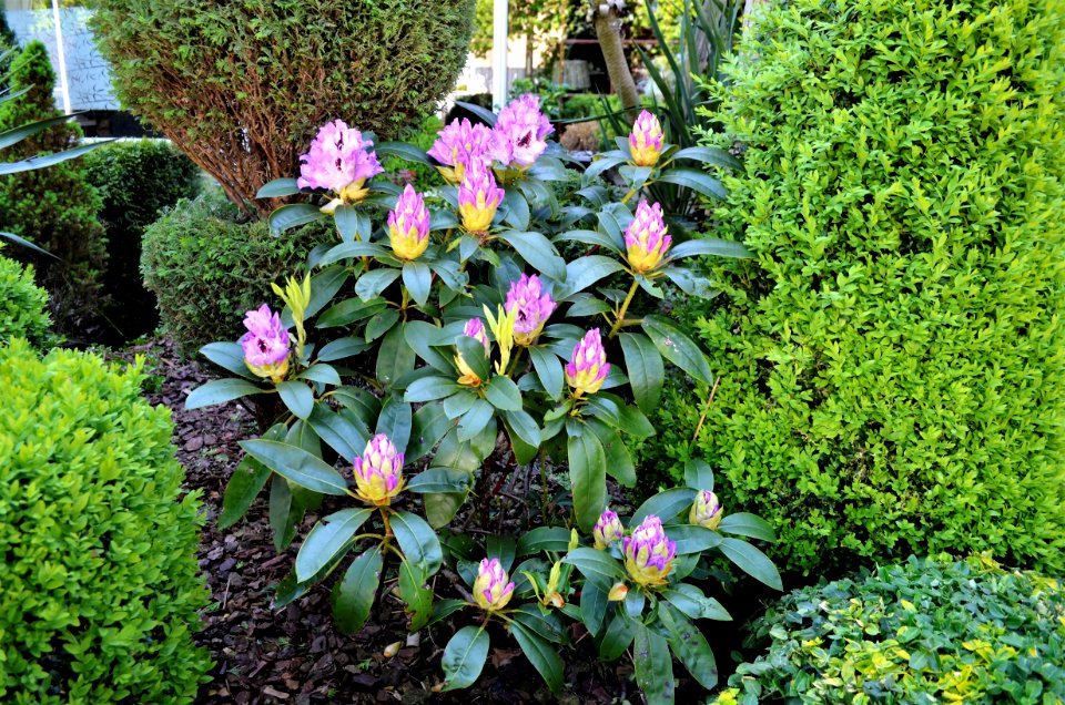 Plant Flower Flora Flowering Plant