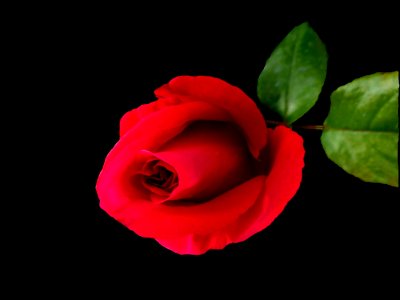 Flower Red Garden Roses Rose photo