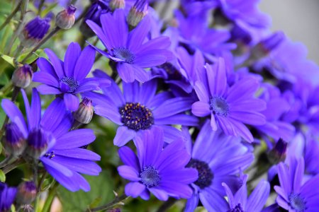 Flower Blue Plant Purple photo