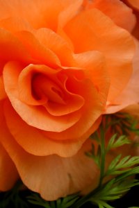 Rose Orange Rose Family Flower photo