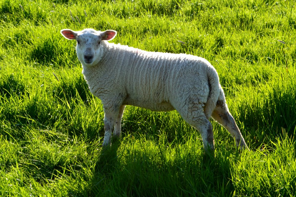 Grassland Sheep Pasture Grazing photo