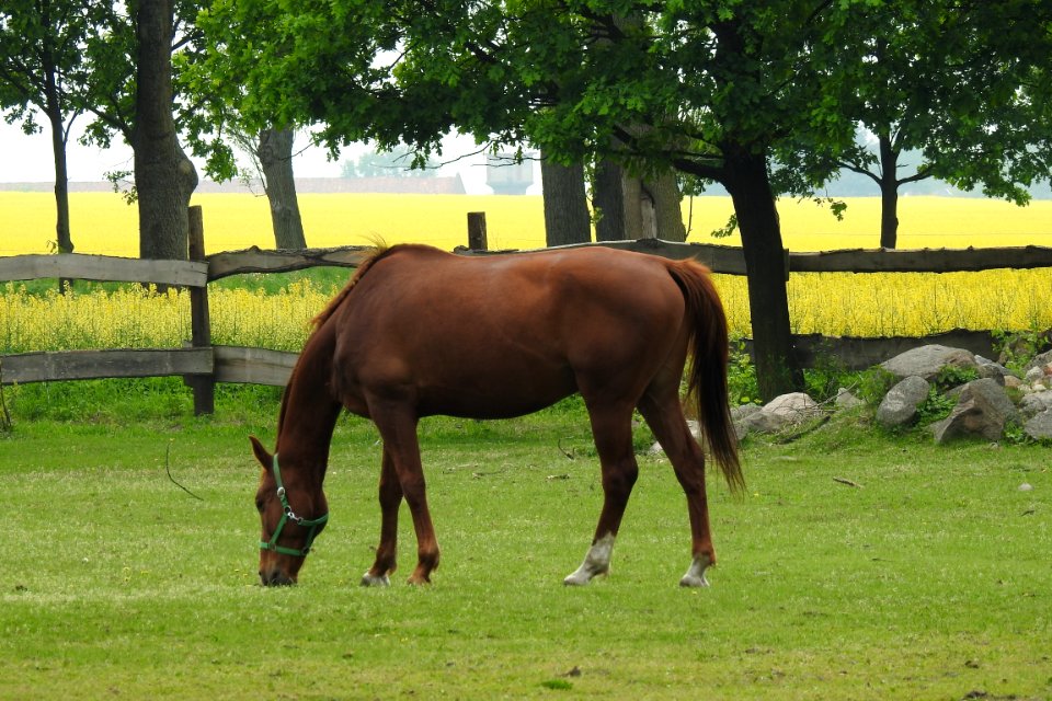 Horse Pasture Grazing Bridle