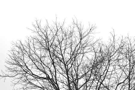 Branch Tree Black And White Sky photo