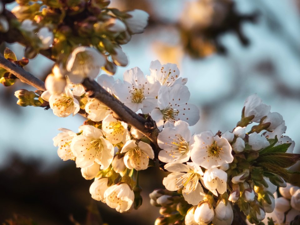 Blossom Spring Flower Cherry Blossom