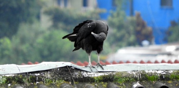 Bird Beak Fauna Water photo