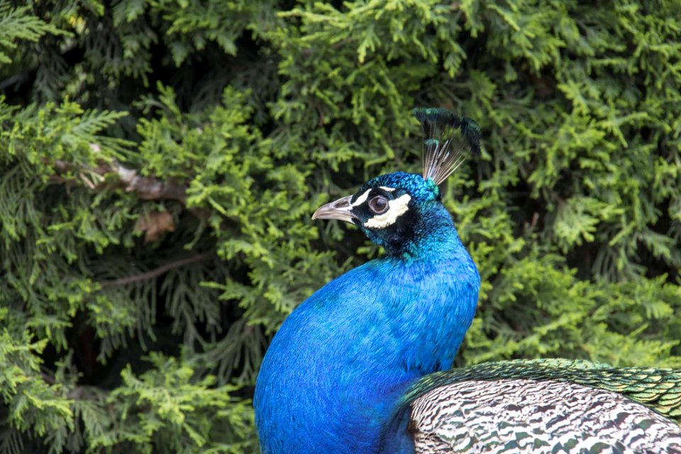 Peafowl Bird Galliformes Beak photo