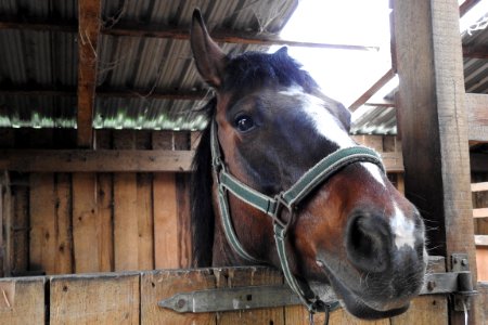 Horse Bridle Horse Tack Halter